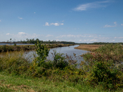 Blackwater National Wildlife Refuge