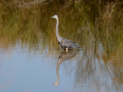 Blackwater National Wildlife Refuge