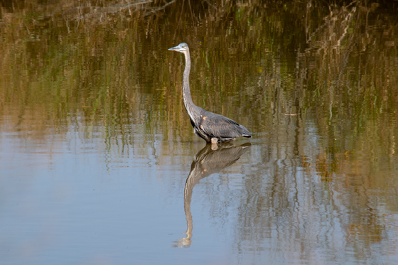 Blackwater National Wildlife Refuge