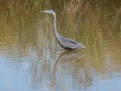 Blackwater National Wildlife Refuge