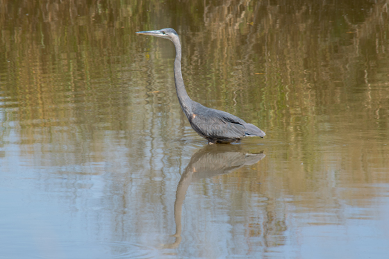 Blackwater National Wildlife Refuge