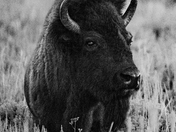 Grand Teton