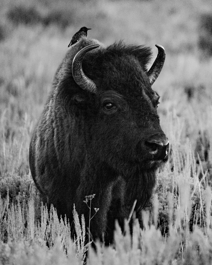 Grand Teton