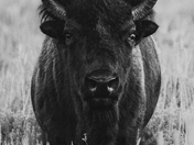 Grand Teton
