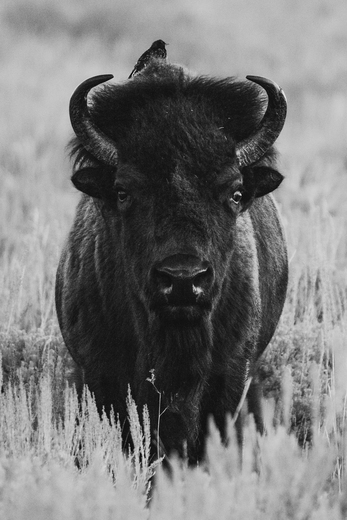 Grand Teton