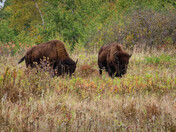 Bison in the Meadow