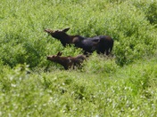 Grand Teton National Park 