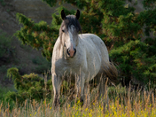 Theodore Roosevelt National Park