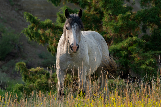 Theodore Roosevelt National Park