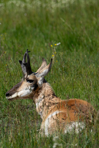 Yellowstone National Park