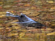 Chinook salmon spawning time.