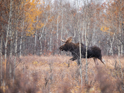 Moose in the first snowfall