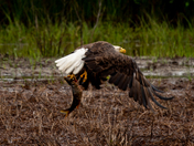 Blackwater National Wildlife Refuge