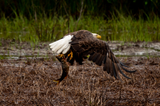 Blackwater National Wildlife Refuge