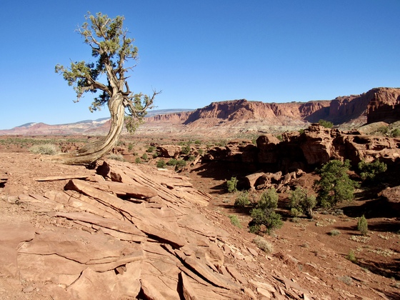 Capitol  Reef National Park