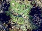 Olympic National Park