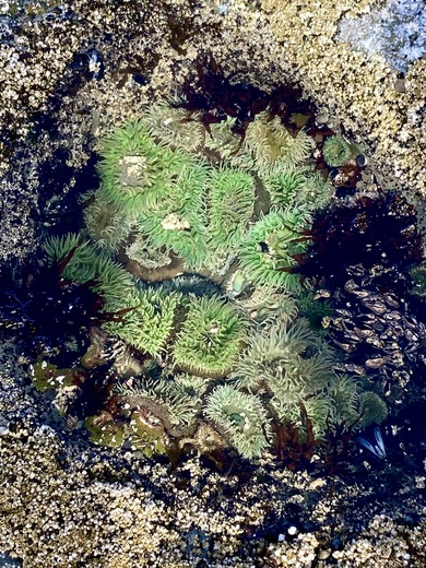 Olympic National Park