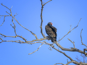 Turkey Vulture