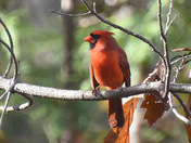 Big Red
