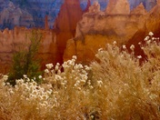 Bryce Canyon/Peek-A-Boo Loop Trail 