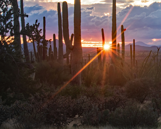 Saguaro National Park West