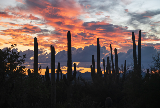 Saguaro National Park West