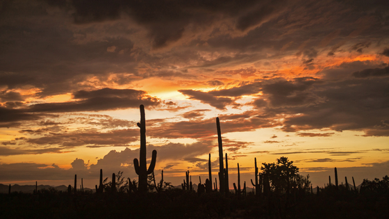 Saguaro National Park West