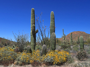 Saguaro National Park West