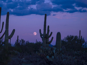 Saguaro National Park West