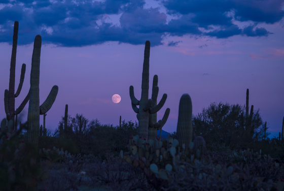 Saguaro National Park West