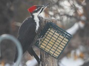 Pileated woodpecker