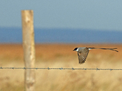 Bird on a Wire - The Fabulous Fork-tailed Flycatcher 
