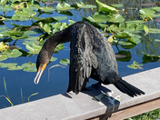 Everglades National Park