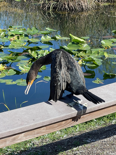 Everglades National Park