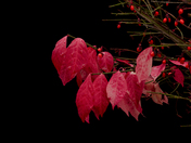 Burning Bush Fall Colours