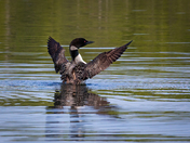 Loon Wing Stretch
