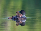 Baby Back Loon