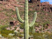 Organ Pipe Cactus National Monument