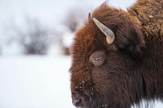 Yellowstone National Park