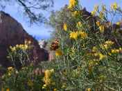 Zion National Park