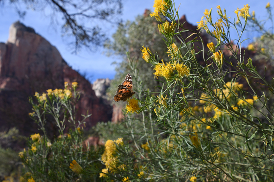 Zion National Park