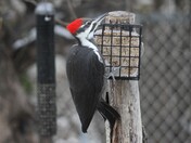 Pileated woodpecker