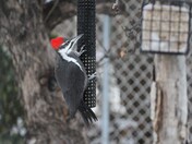 Pileated woodpecker