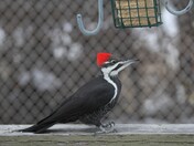 Pileated woodpecker