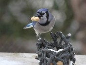 Blue Jay