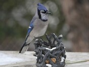 Blue Jay