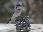 Blue Jay