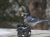 Blue Jay