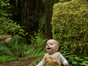 Redwood National Park