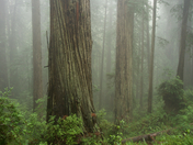 Redwood National Park